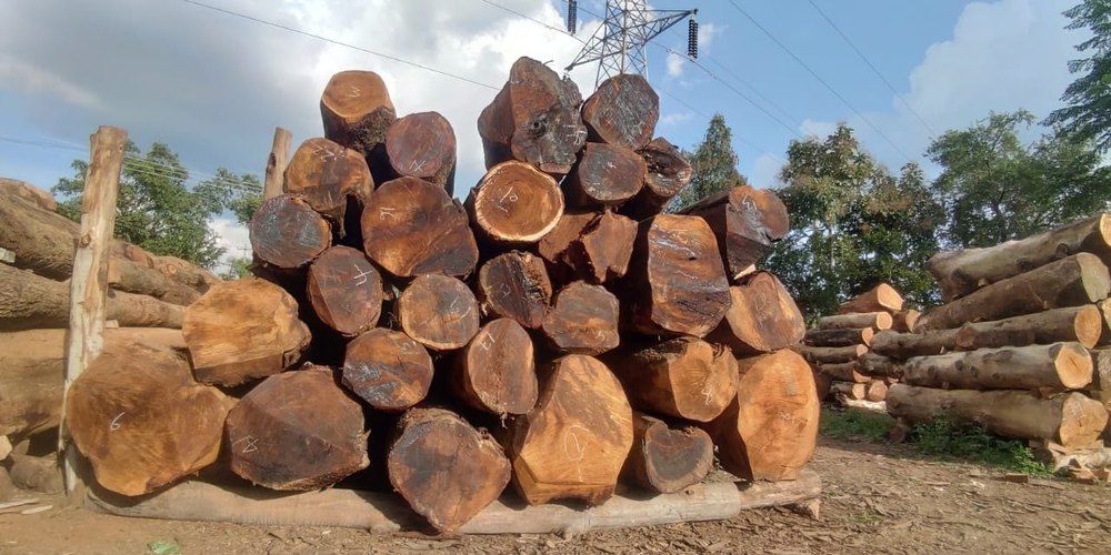 Teak Wood