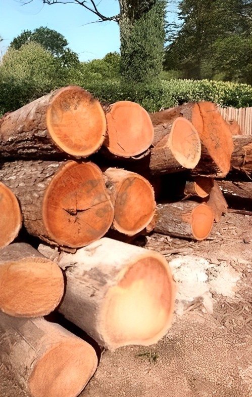 Teak Wood
