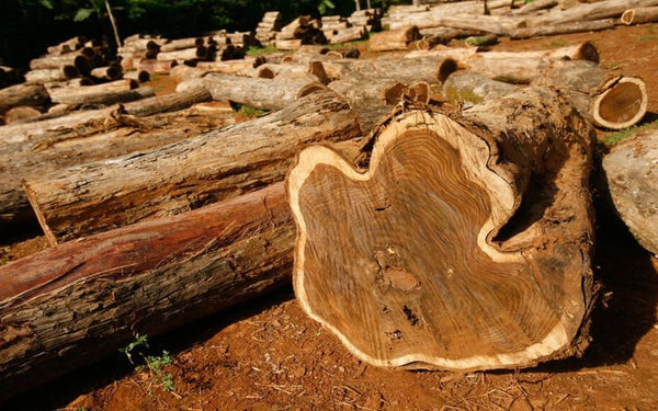 Teak Wood