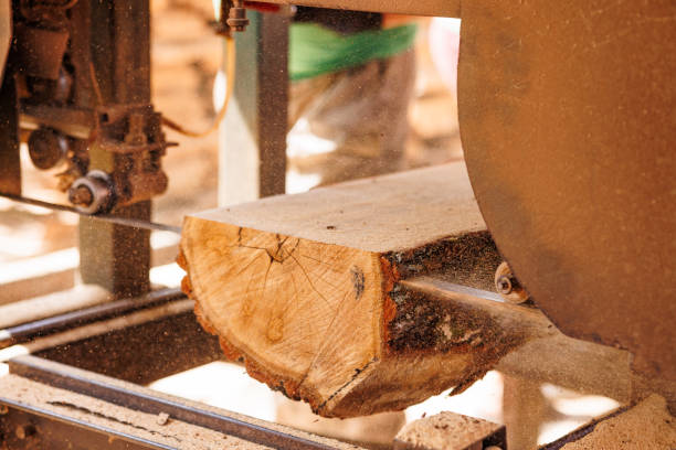Timber Cutting