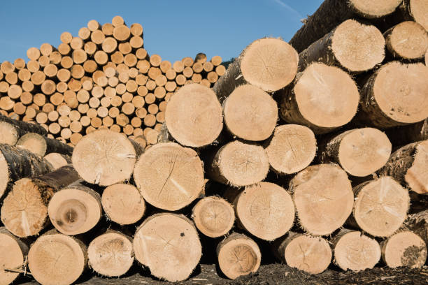 Timber Supply